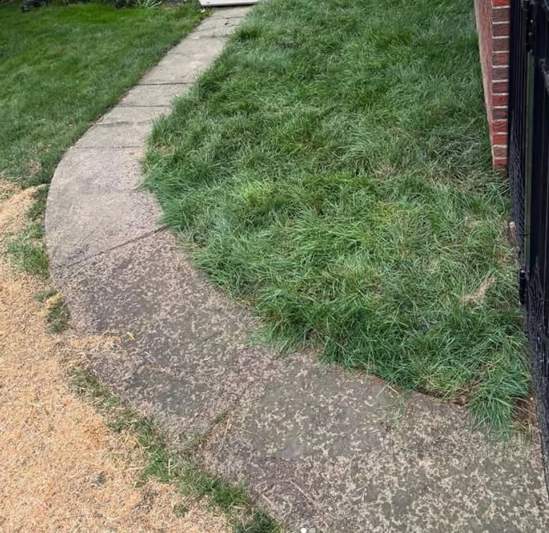 Gravel walkway with lawn edging