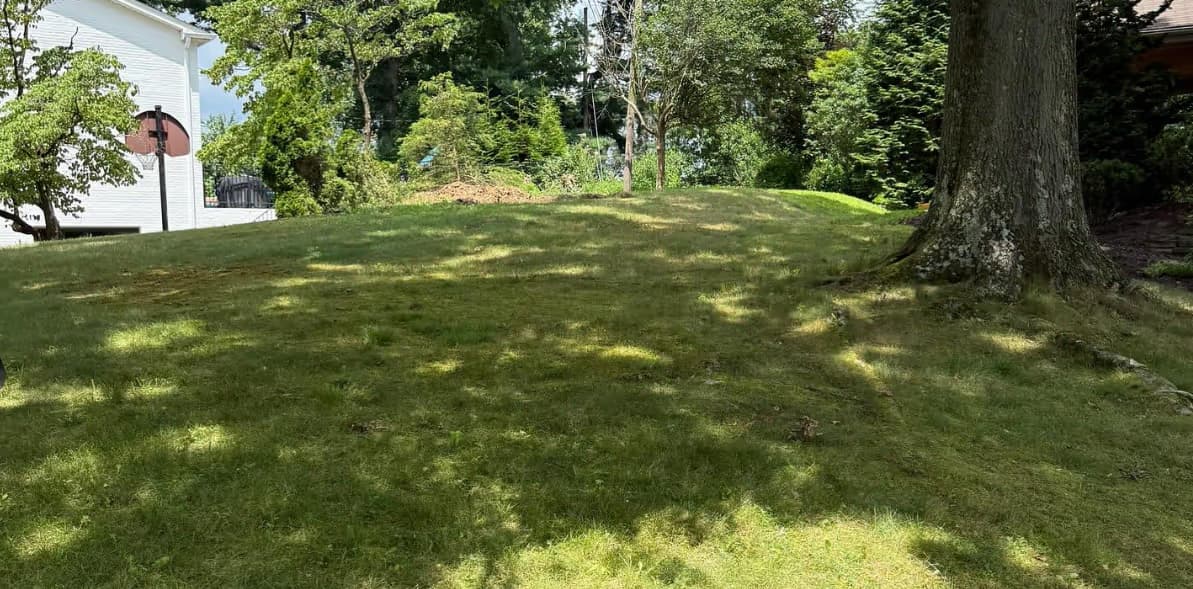 Thick healthy lawn after aeration and overseeding