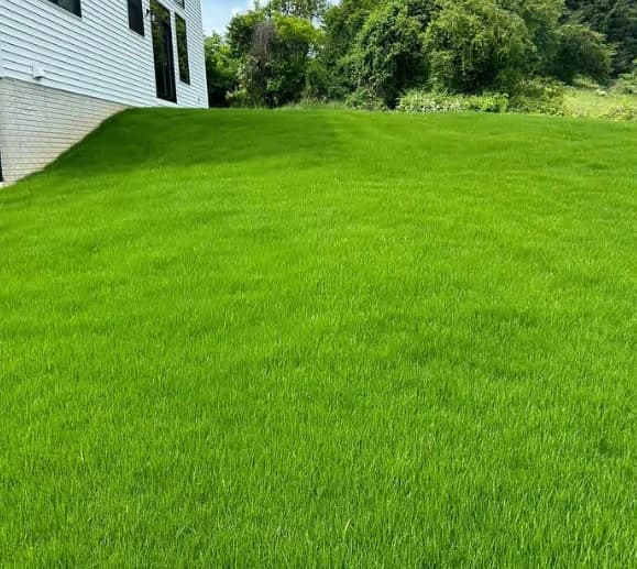 New grass establishing after overseeding