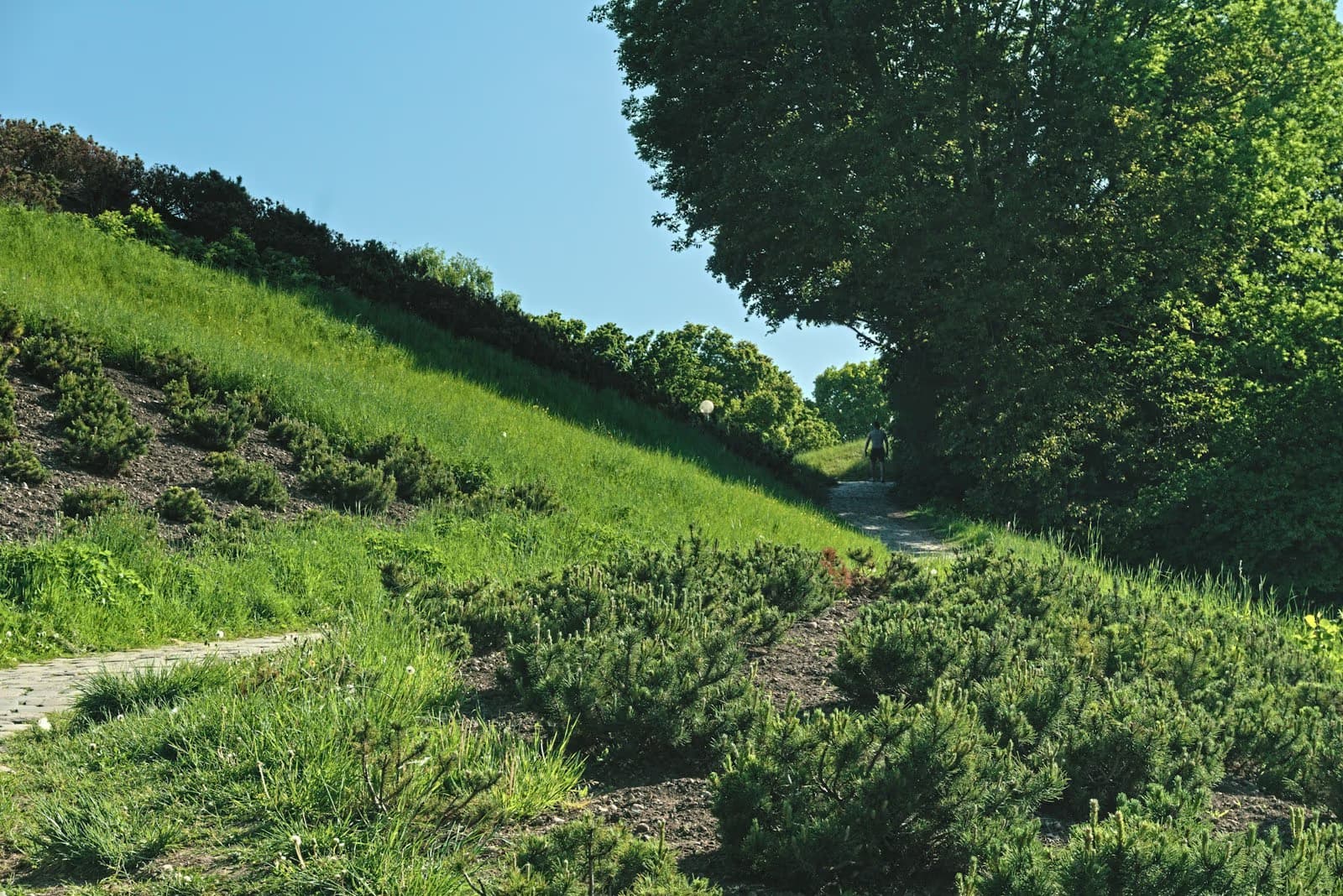 Erosion Control Plants for Pittsburgh Slopes