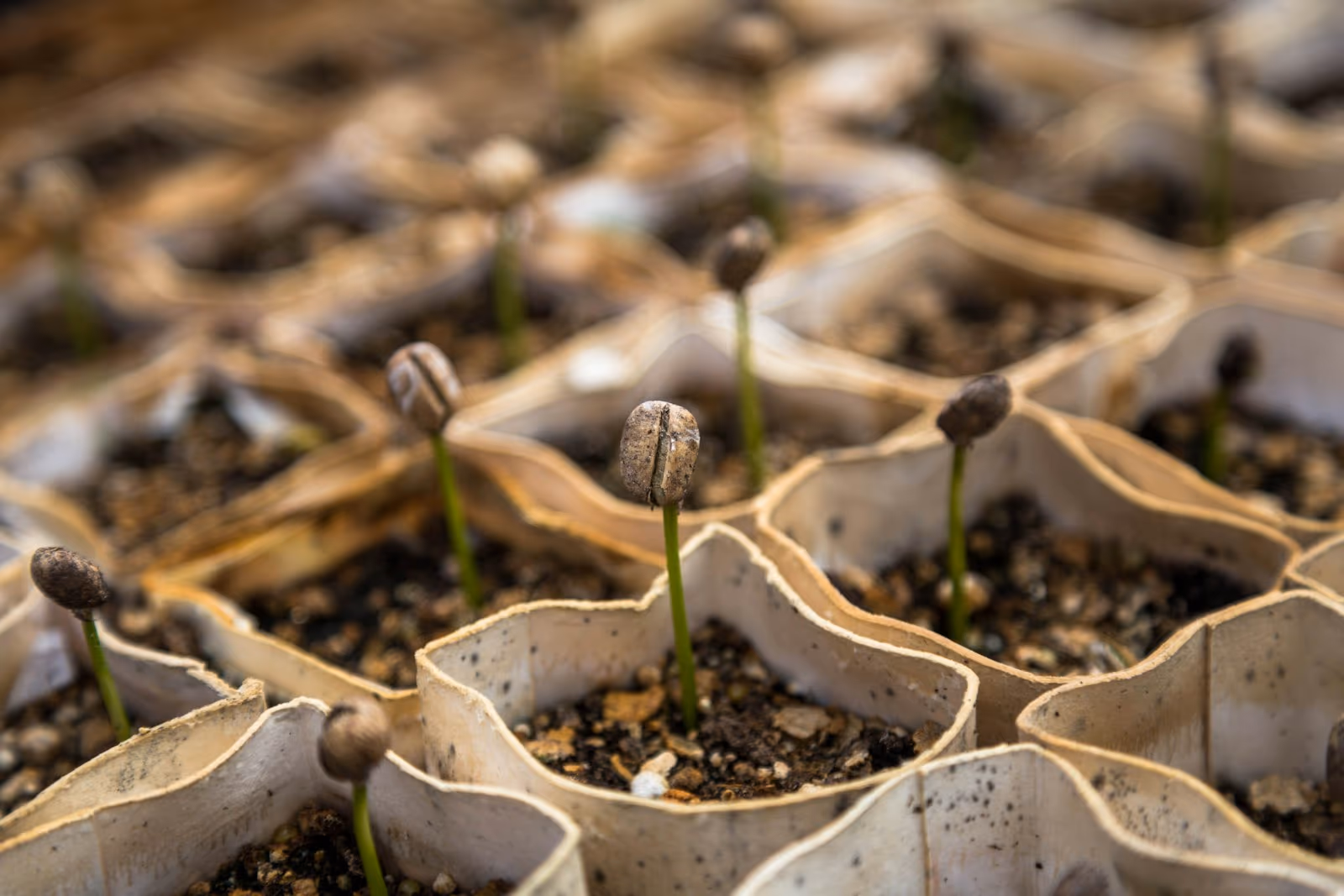 New seedlings growing in a bed of prepared topsoil